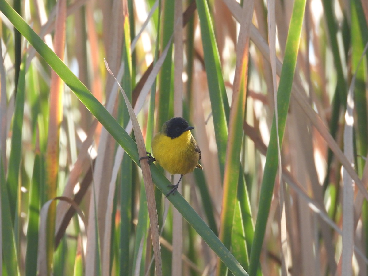 Black-polled Yellowthroat - Ignacio Torres-García