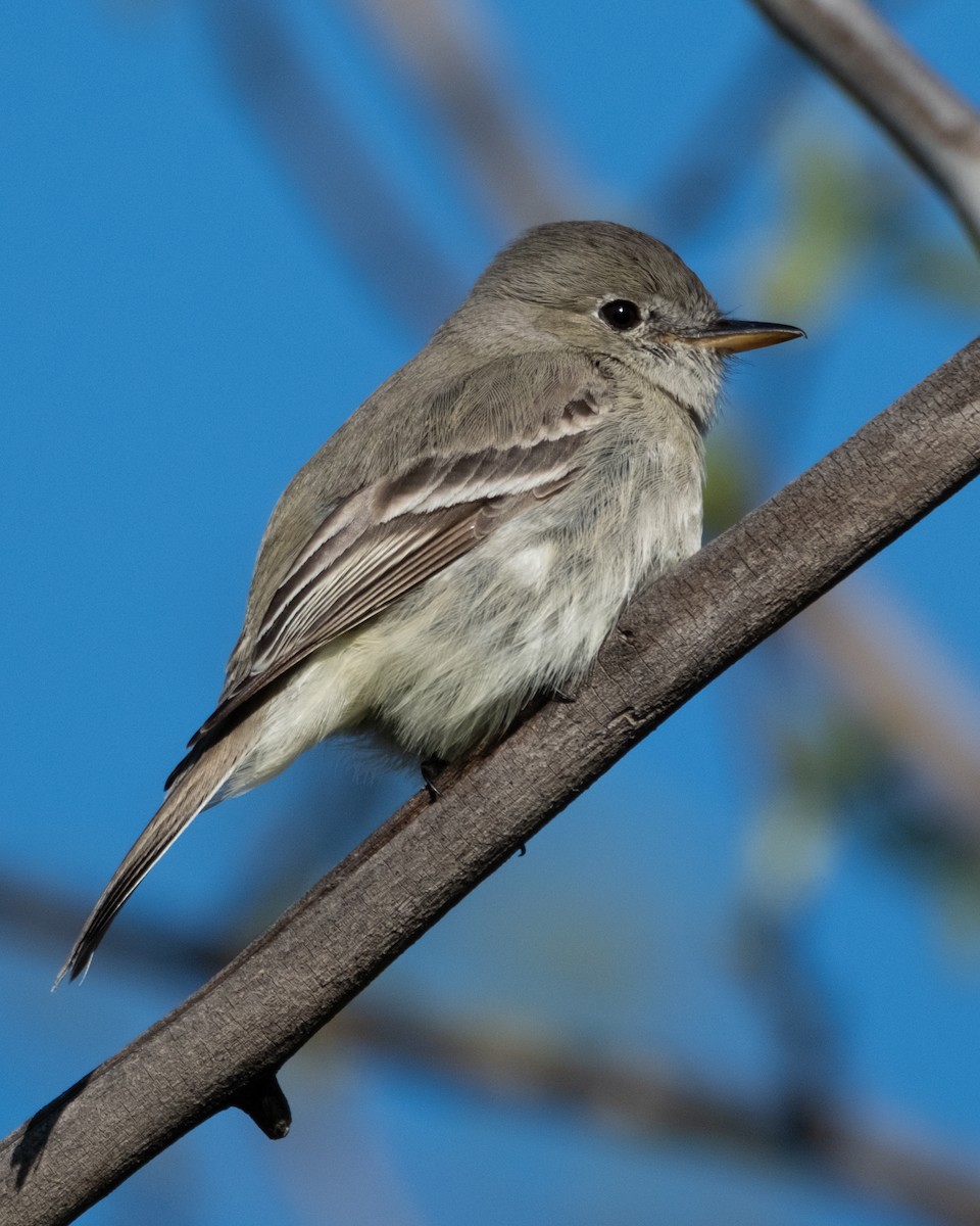 Gray Flycatcher - Jhoneil Centeno