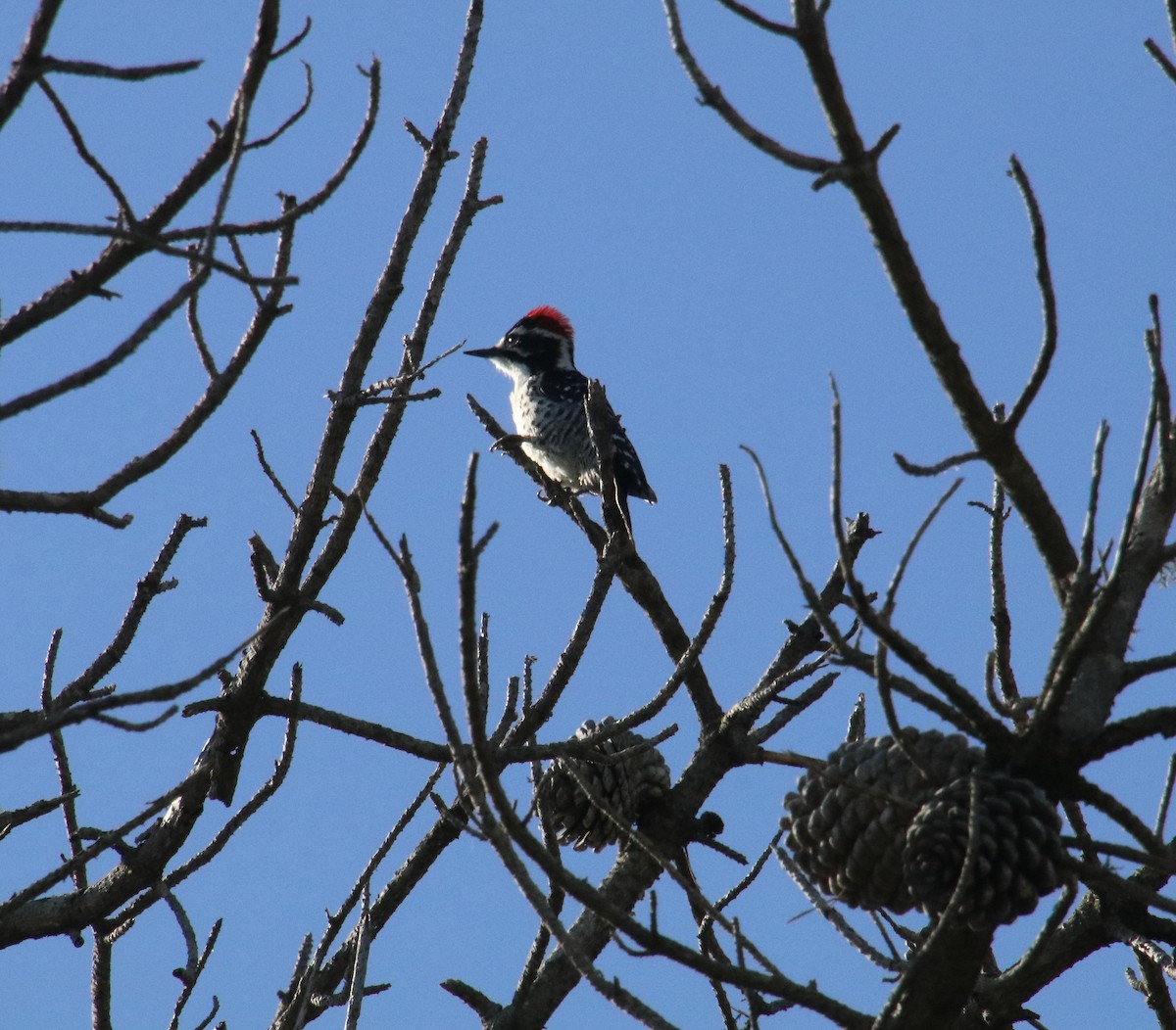 Nuttall's Woodpecker - ML616426023