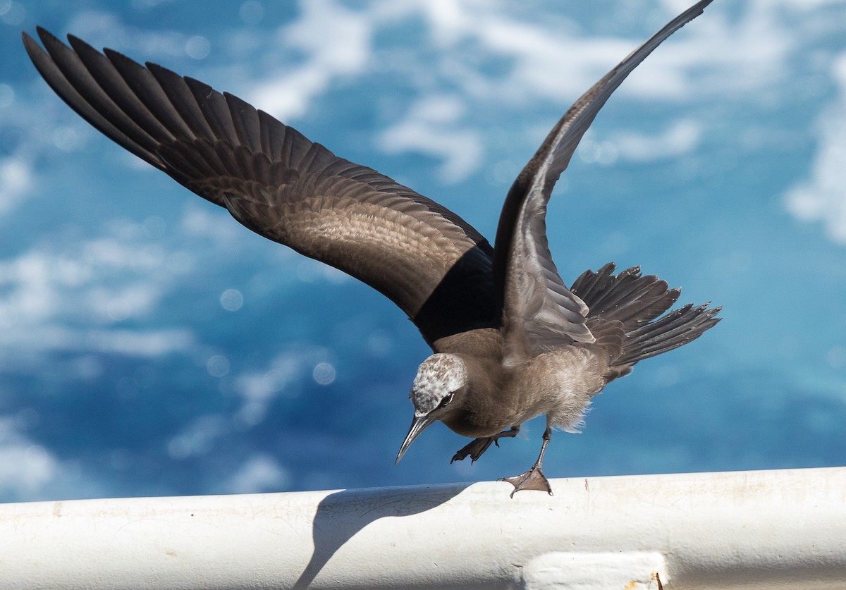 Brown Noddy - ML616426041