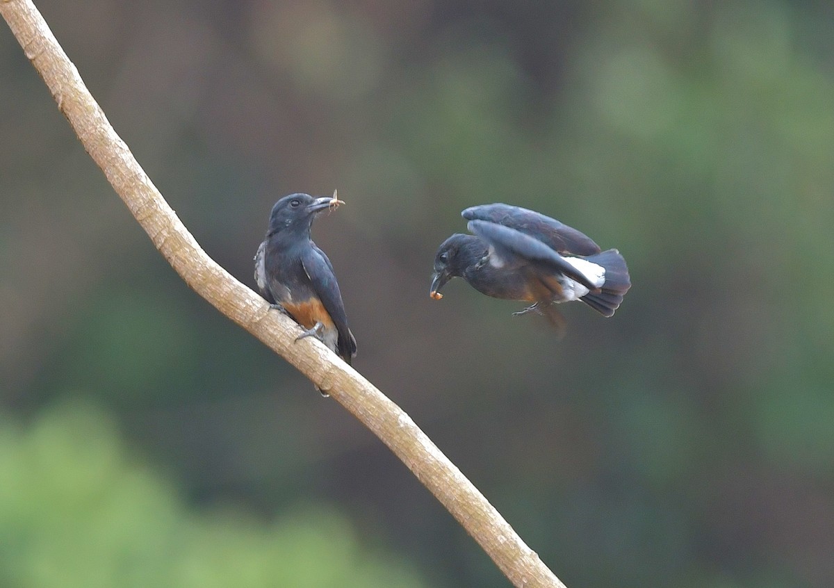 Swallow-winged Puffbird - ML616426062