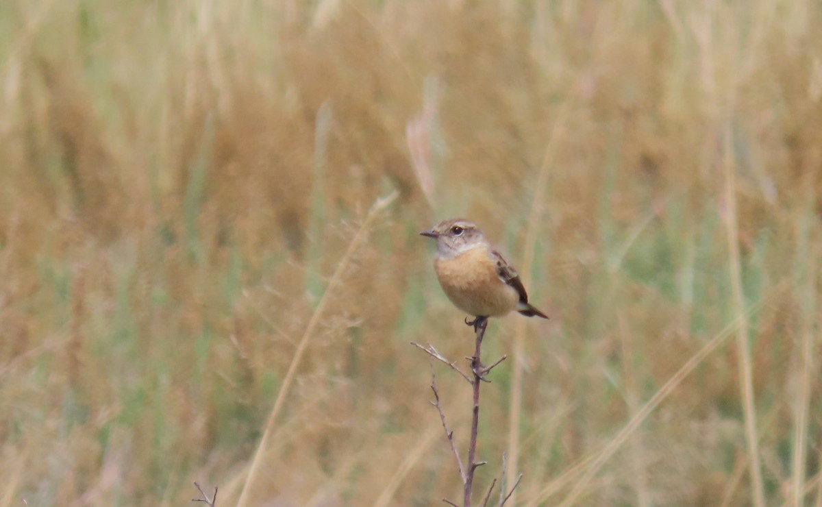 African Stonechat (African) - Nicholas Fordyce - Birding Africa