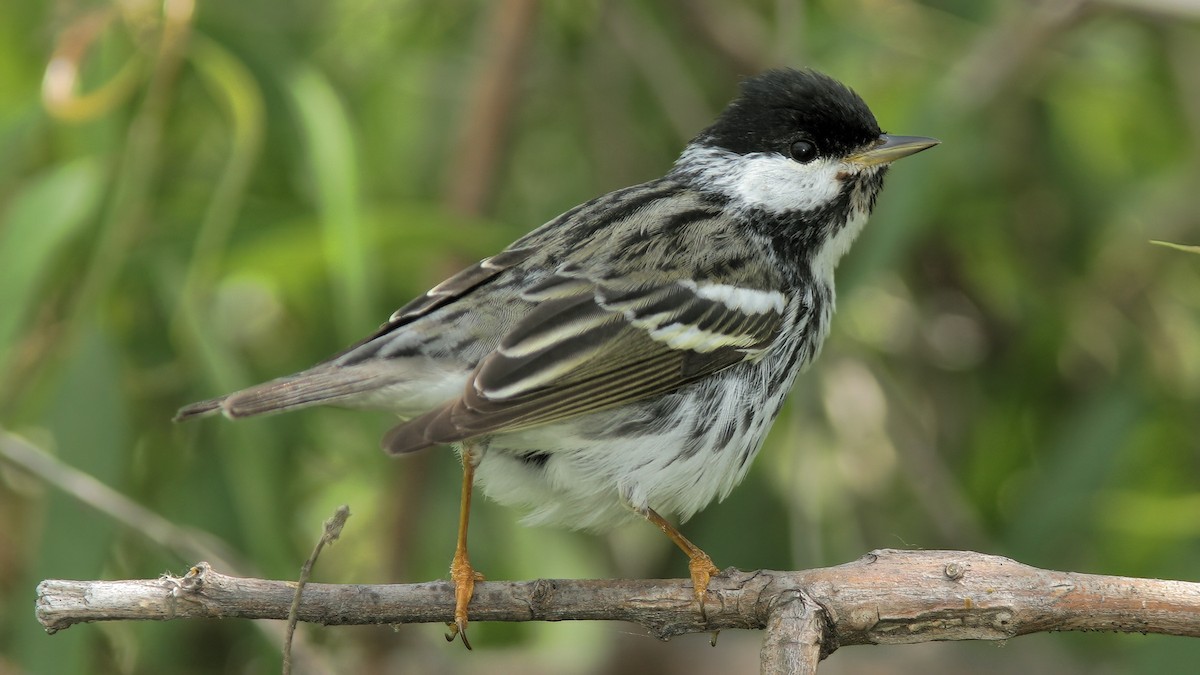 Blackpoll Warbler - ML616426086