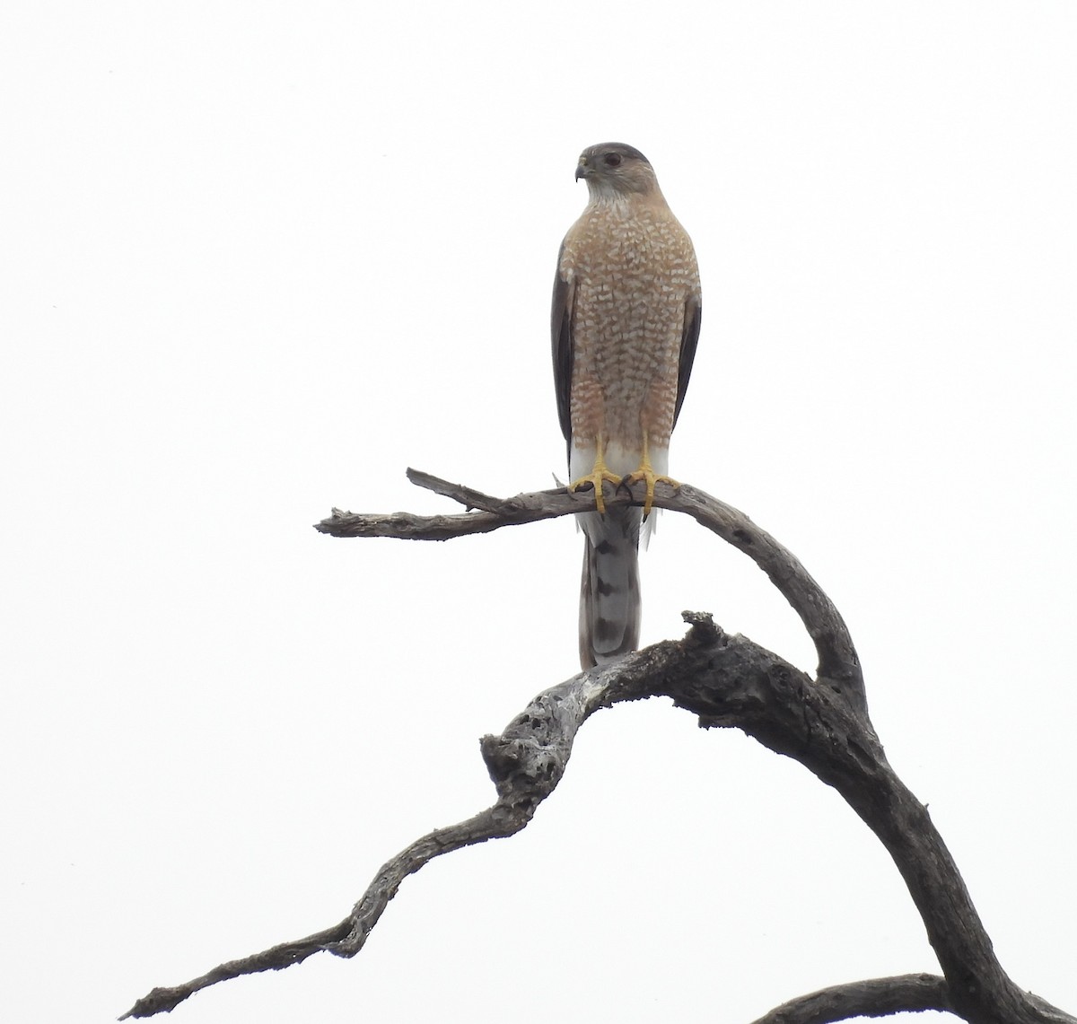 Cooper's Hawk - ML616426103