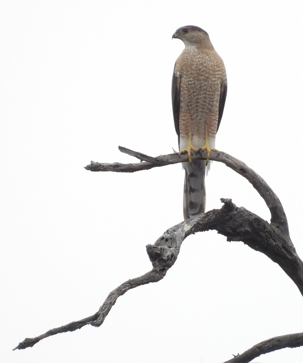 Cooper's Hawk - ML616426105