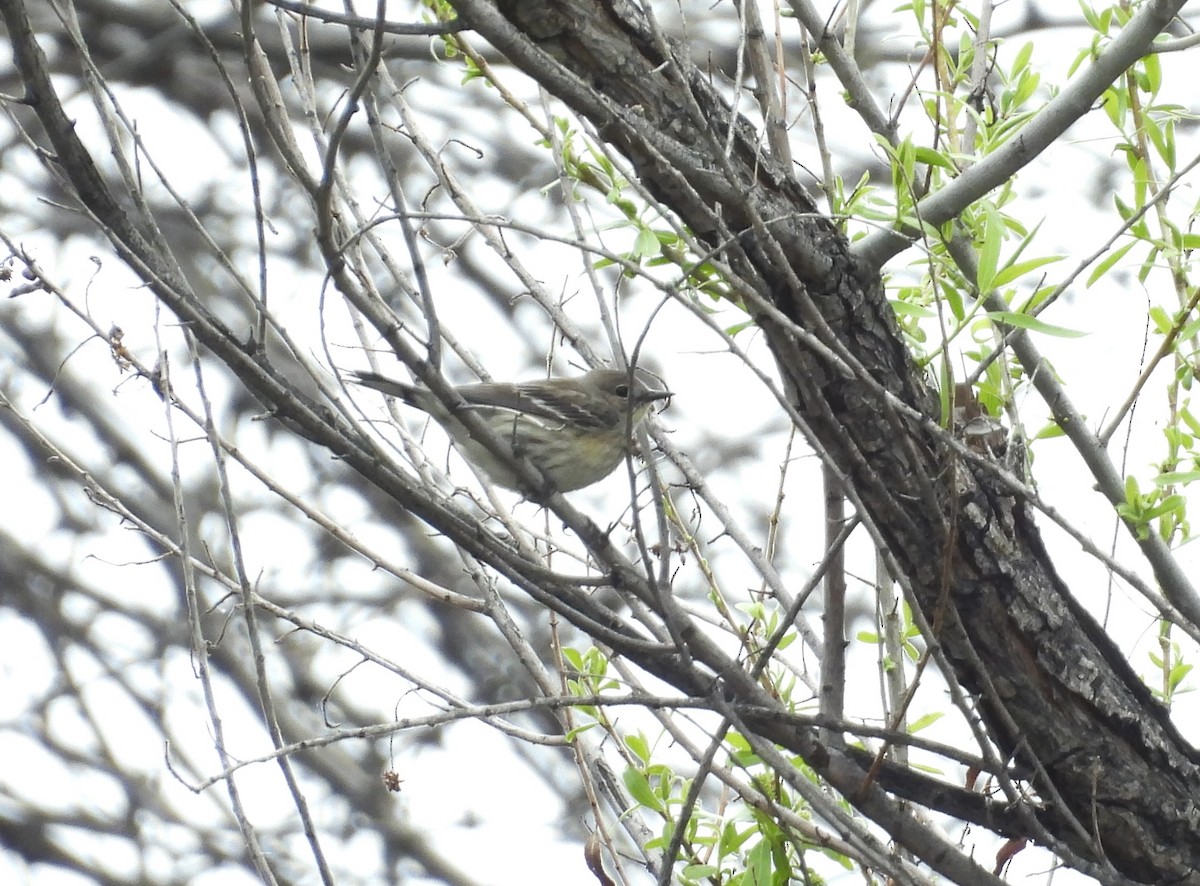 Yellow-rumped Warbler - ML616426121