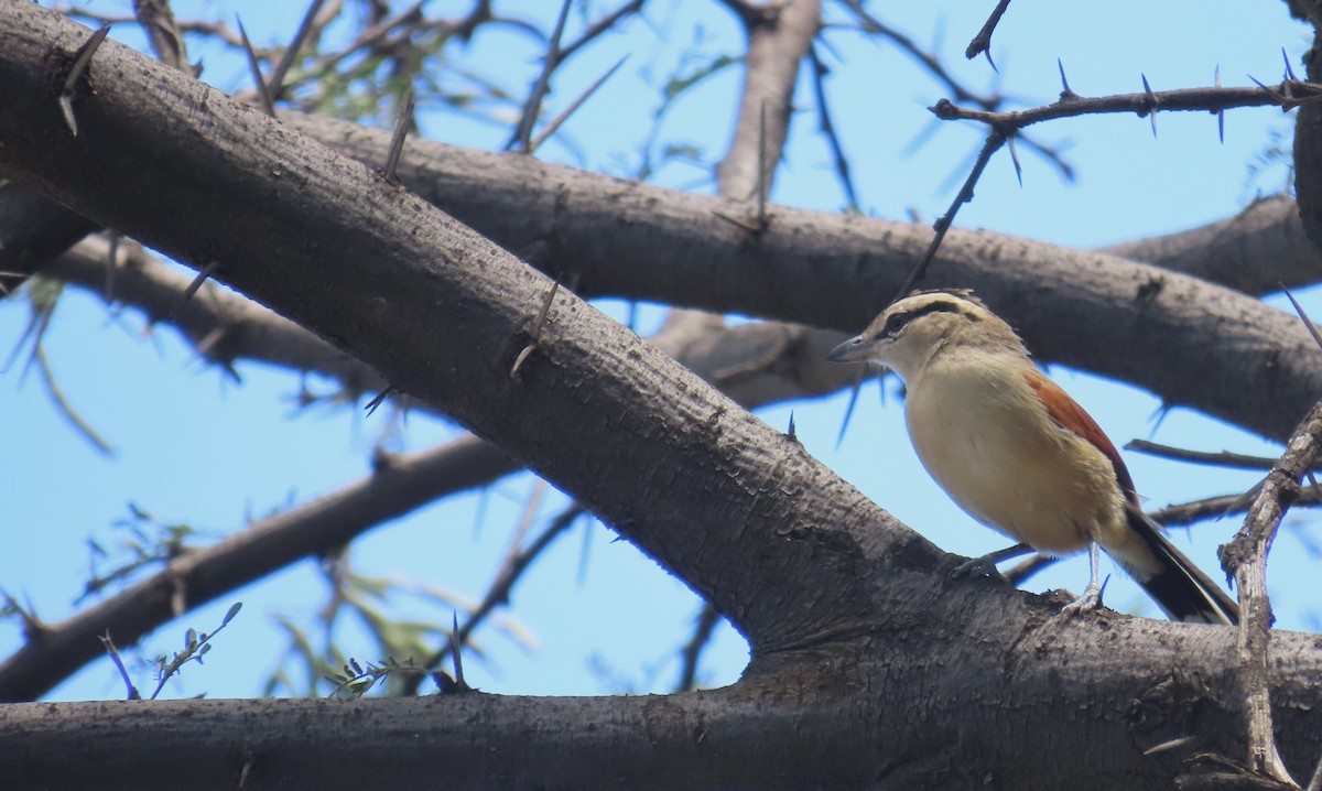 Brown-crowned Tchagra - ML616426124