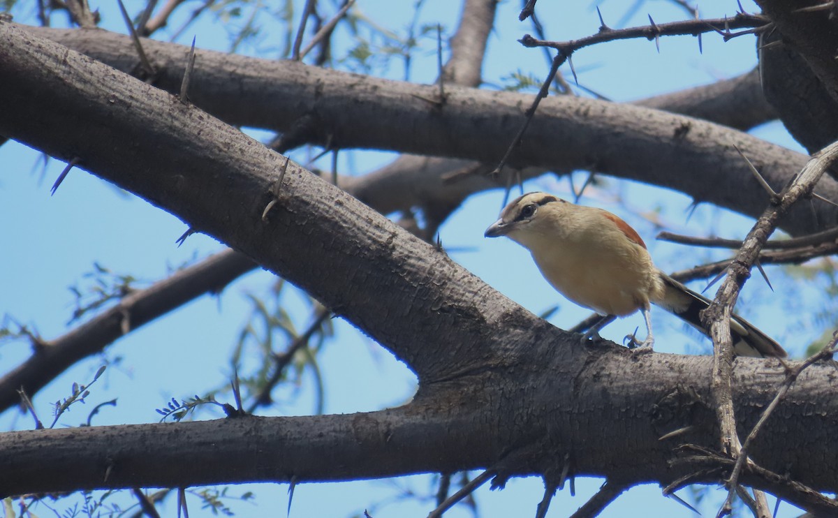 Brown-crowned Tchagra - ML616426125