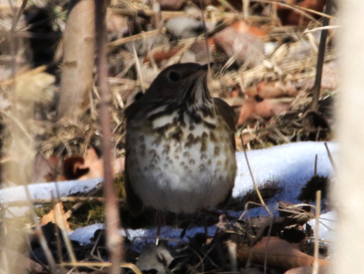 Hermit Thrush - ML616426153