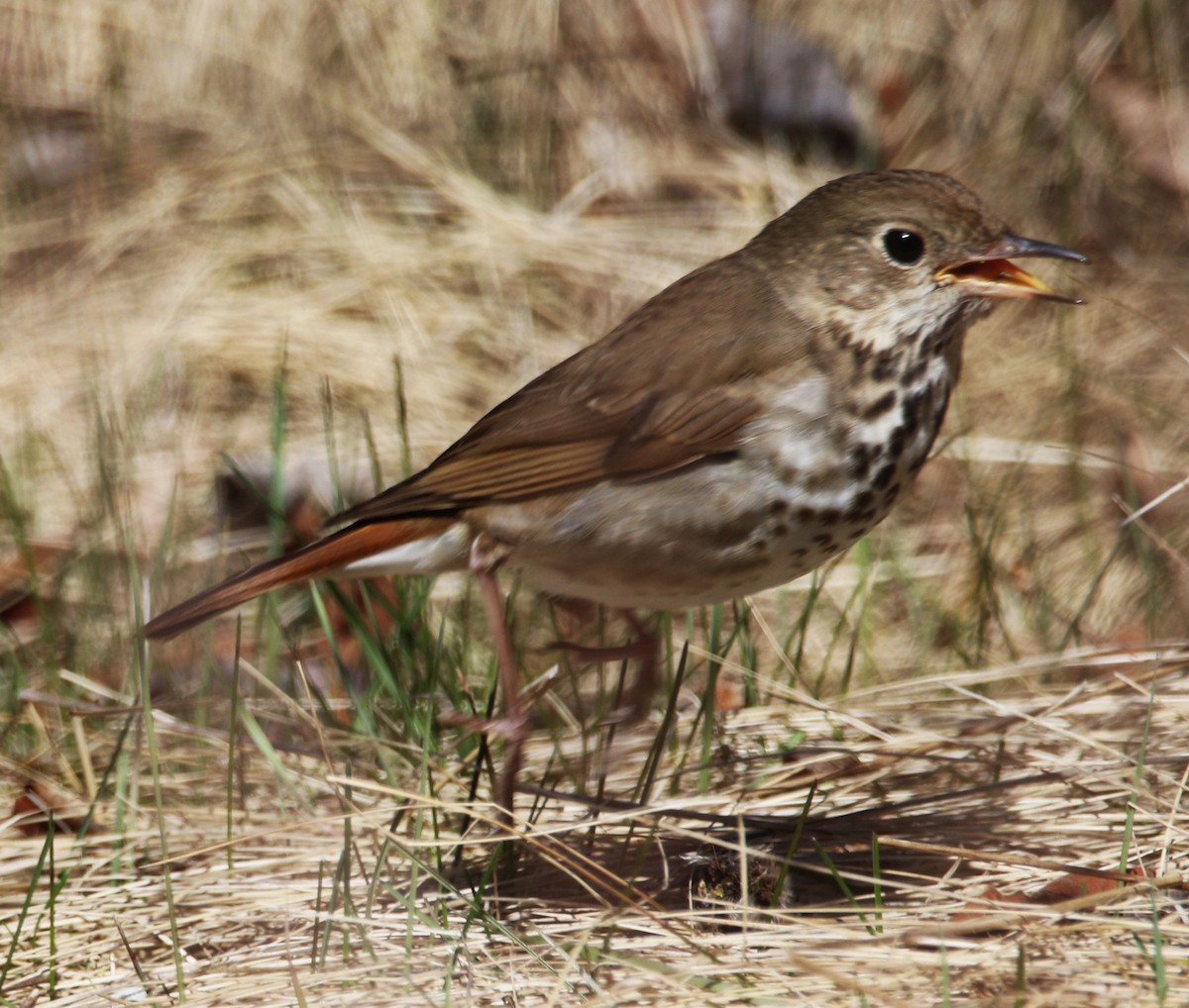 Hermit Thrush - ML616426155