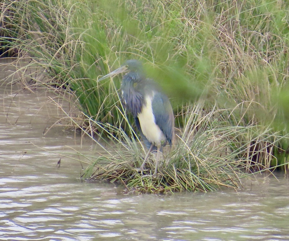 Tricolored Heron - ML616426170