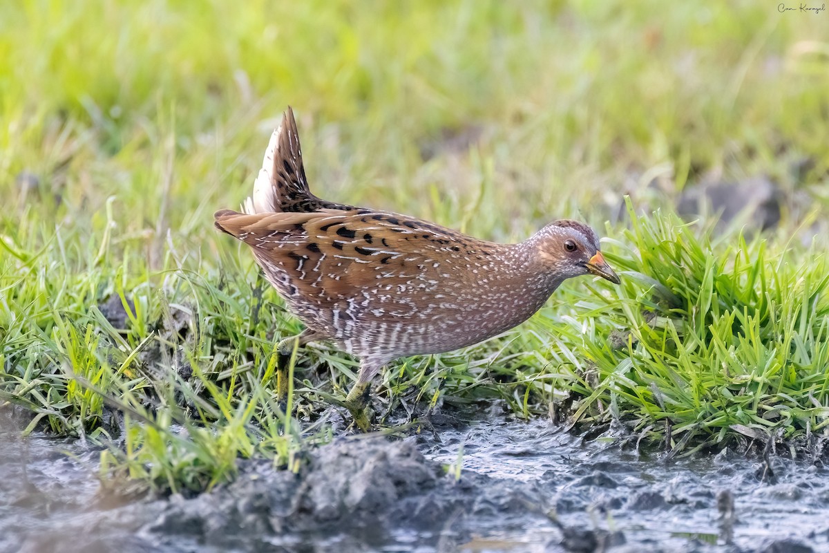Spotted Crake - ML616426221