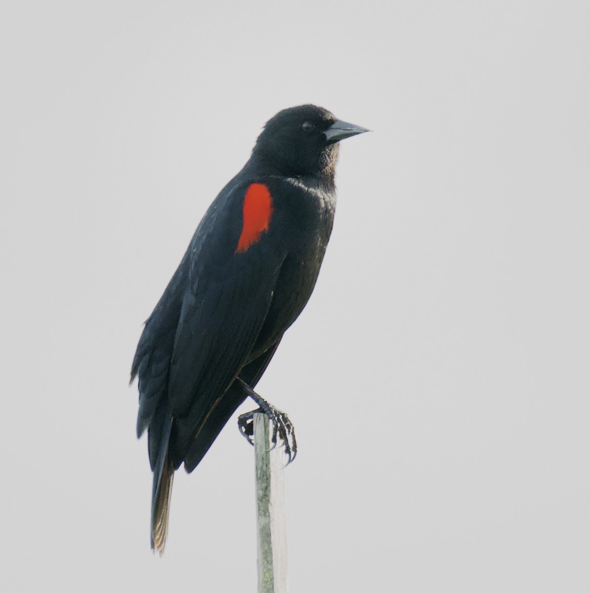 Red-winged Blackbird (California Bicolored) - Frank Severson
