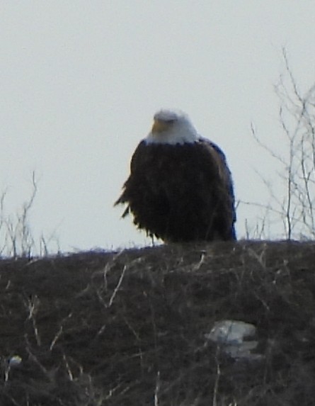 Bald Eagle - ML616426261