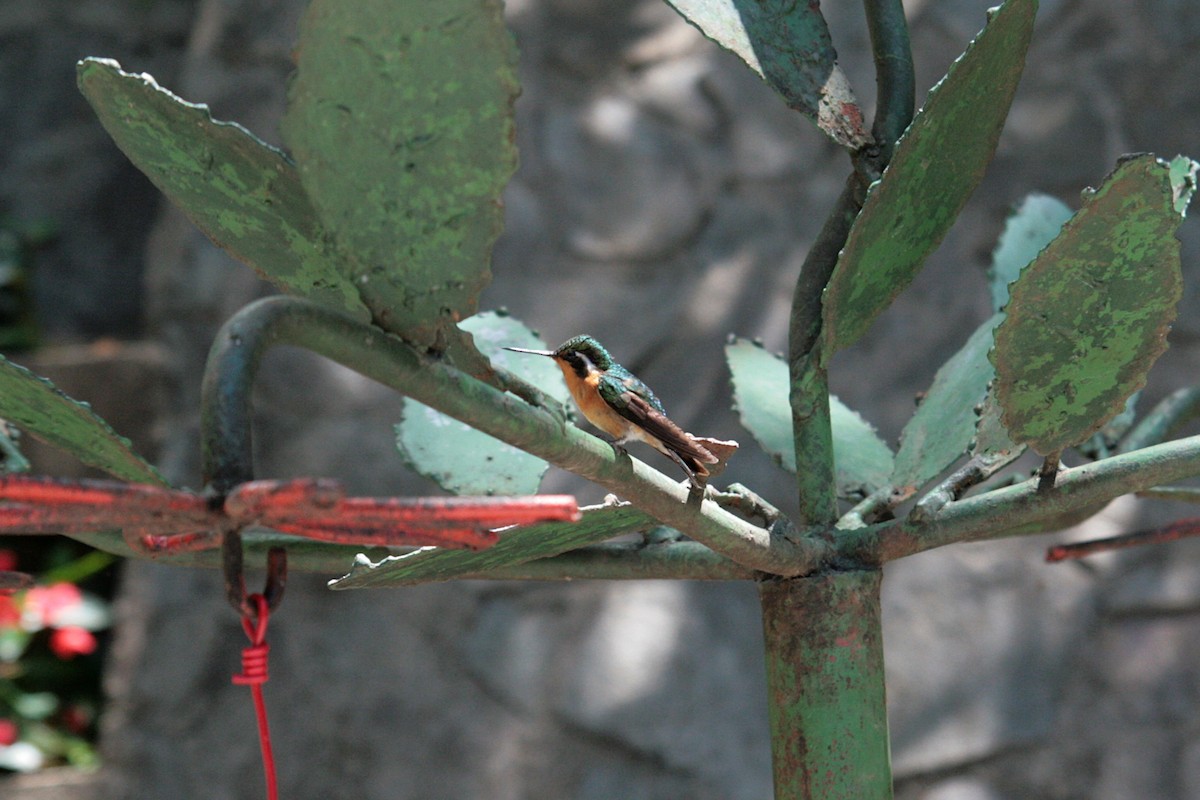 Purple-throated Mountain-gem - Xabier Remirez