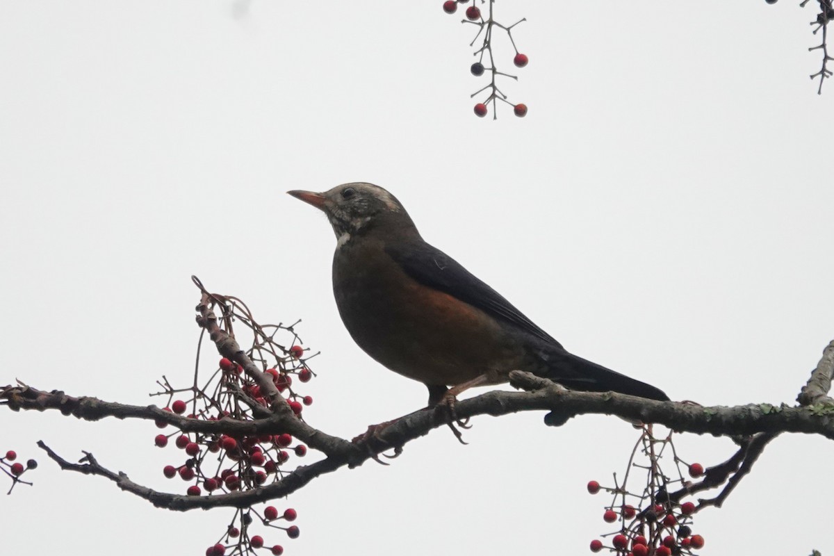 Taiwan Thrush - Ronald de Mol