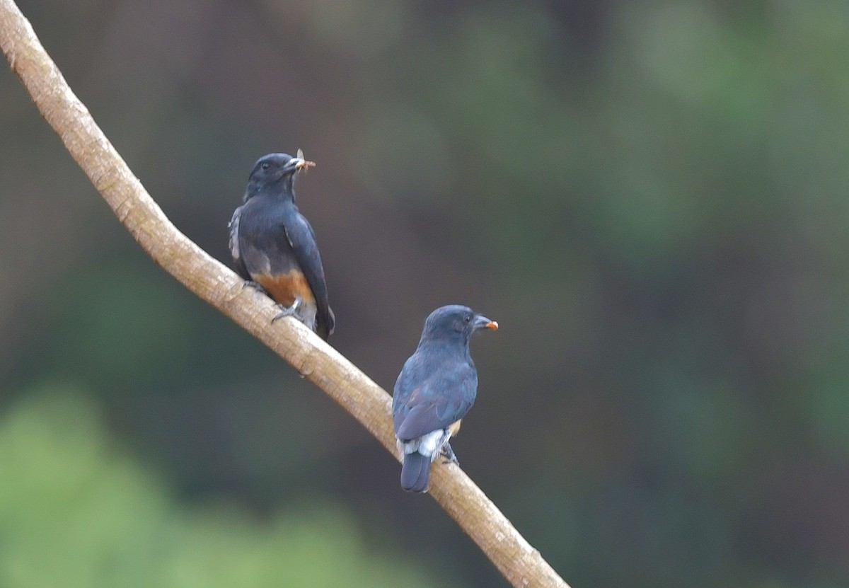 Swallow-winged Puffbird - ML616426351