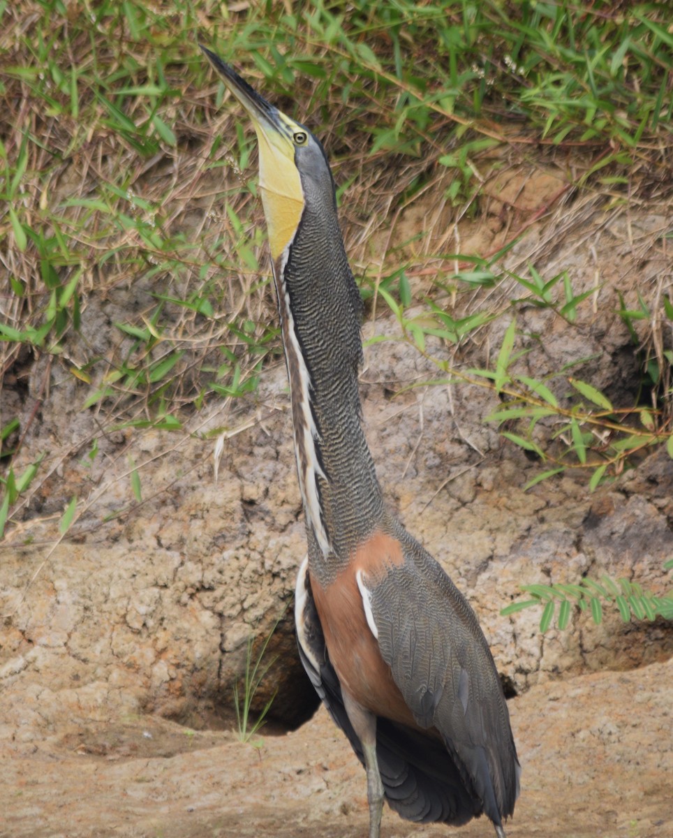 Bare-throated Tiger-Heron - ML616426390