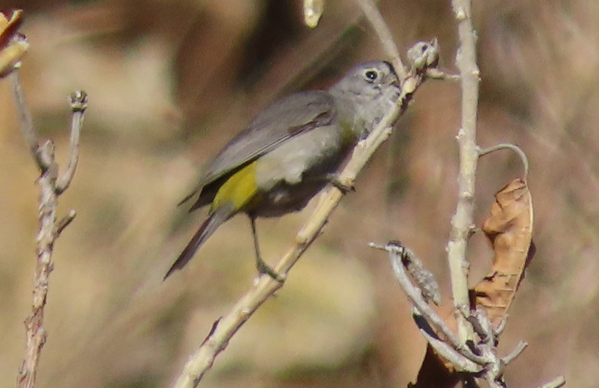 Virginia's Warbler - ML616426409