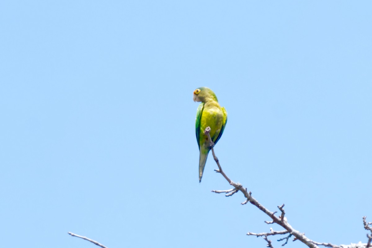 Orange-fronted Parakeet - Travis Vance