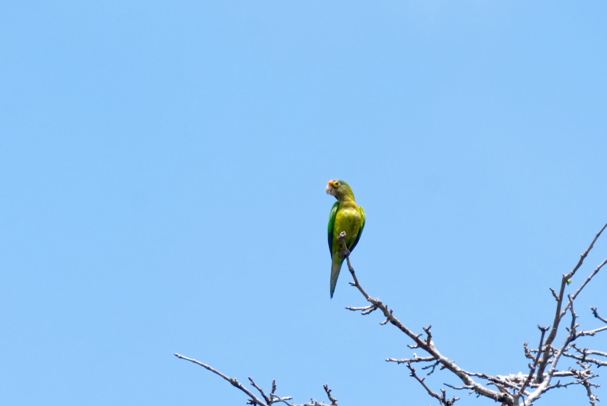 Orange-fronted Parakeet - Travis Vance