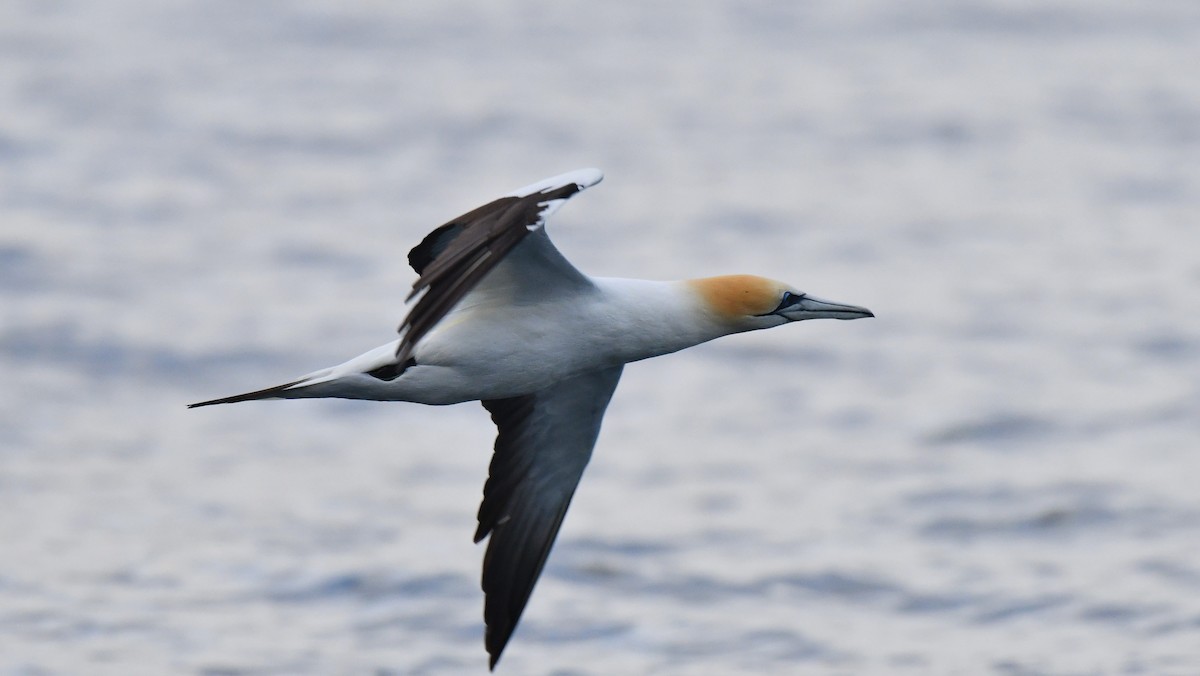 Australasian Gannet - Adam Janczyszyn