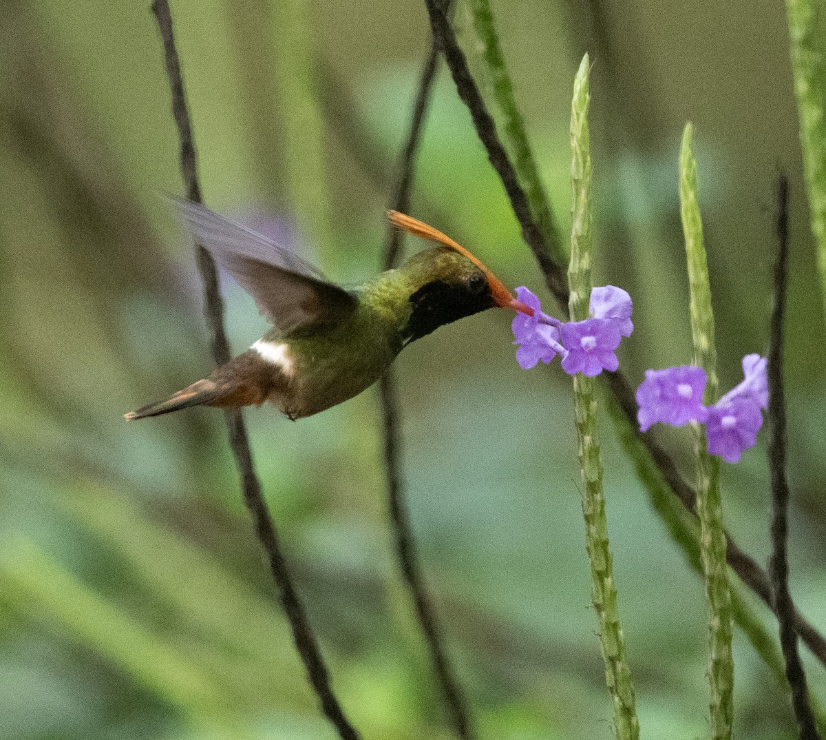 Rufous-crested Coquette - Joe Donahue