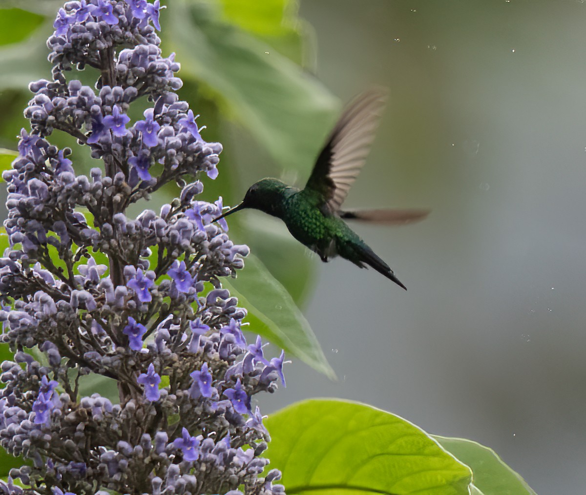 Garden Emerald - Joe Donahue