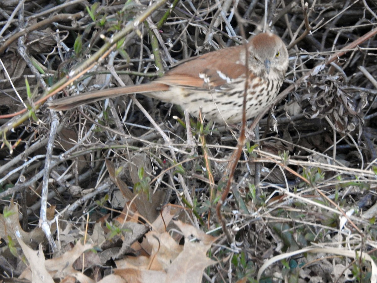 Brown Thrasher - ML616426468