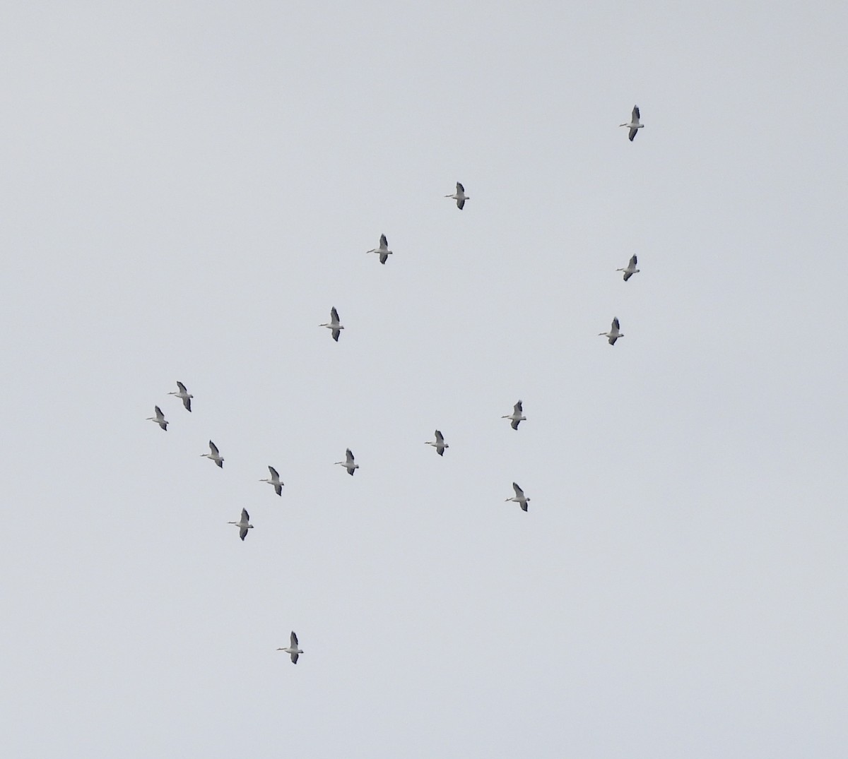 American White Pelican - ML616426488