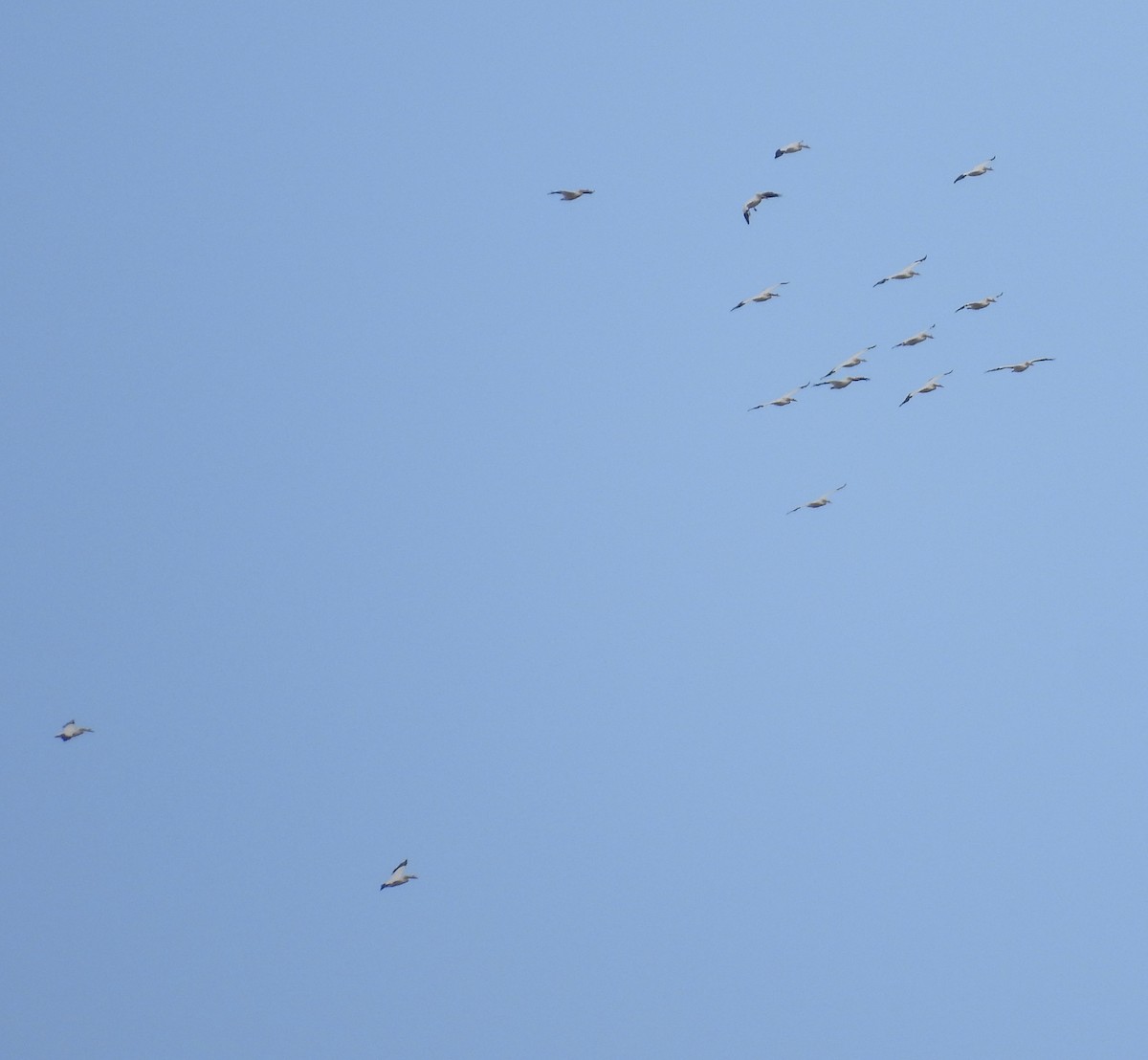 American White Pelican - ML616426489