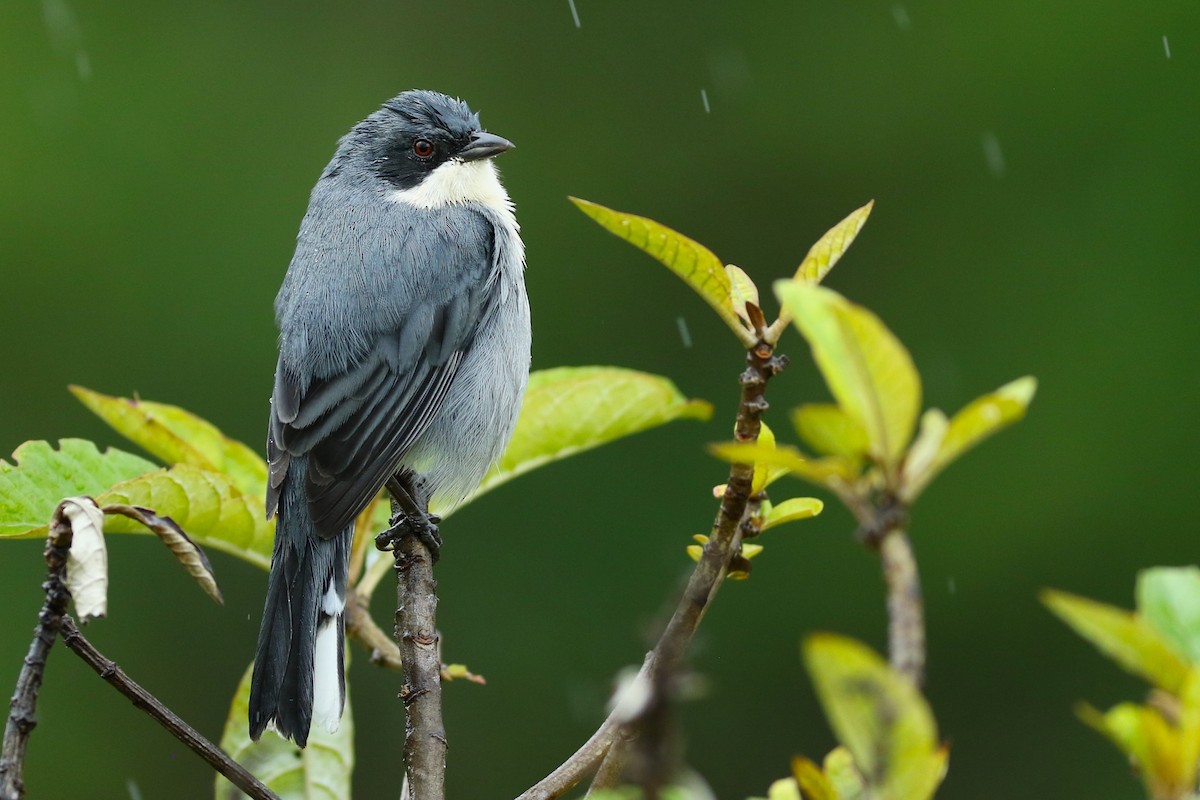 Cinereous Warbling Finch - ML616426537