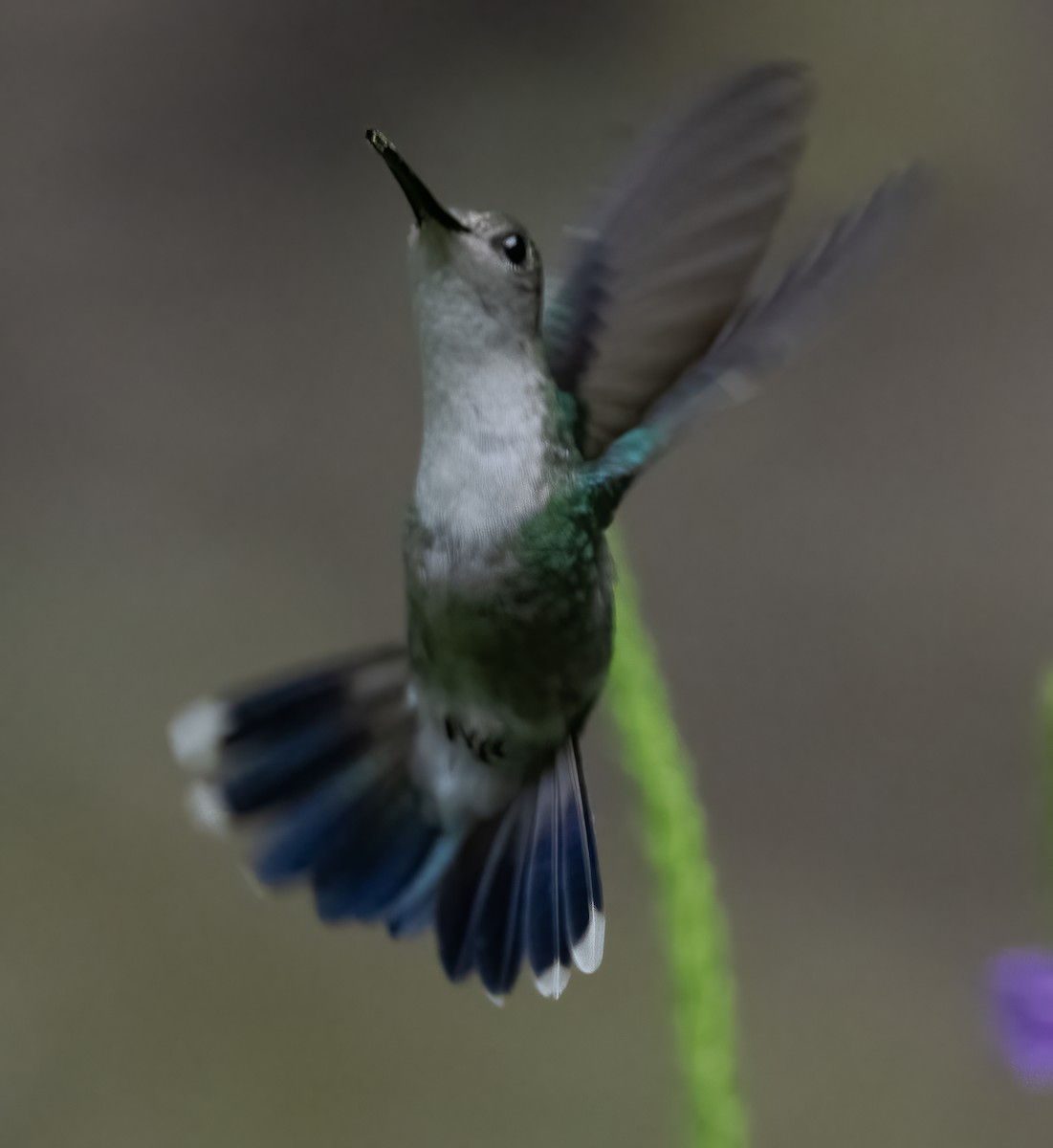kolibřík vidloocasý (ssp. venusta/townsendi/colombica/rostrifera) - ML616426539
