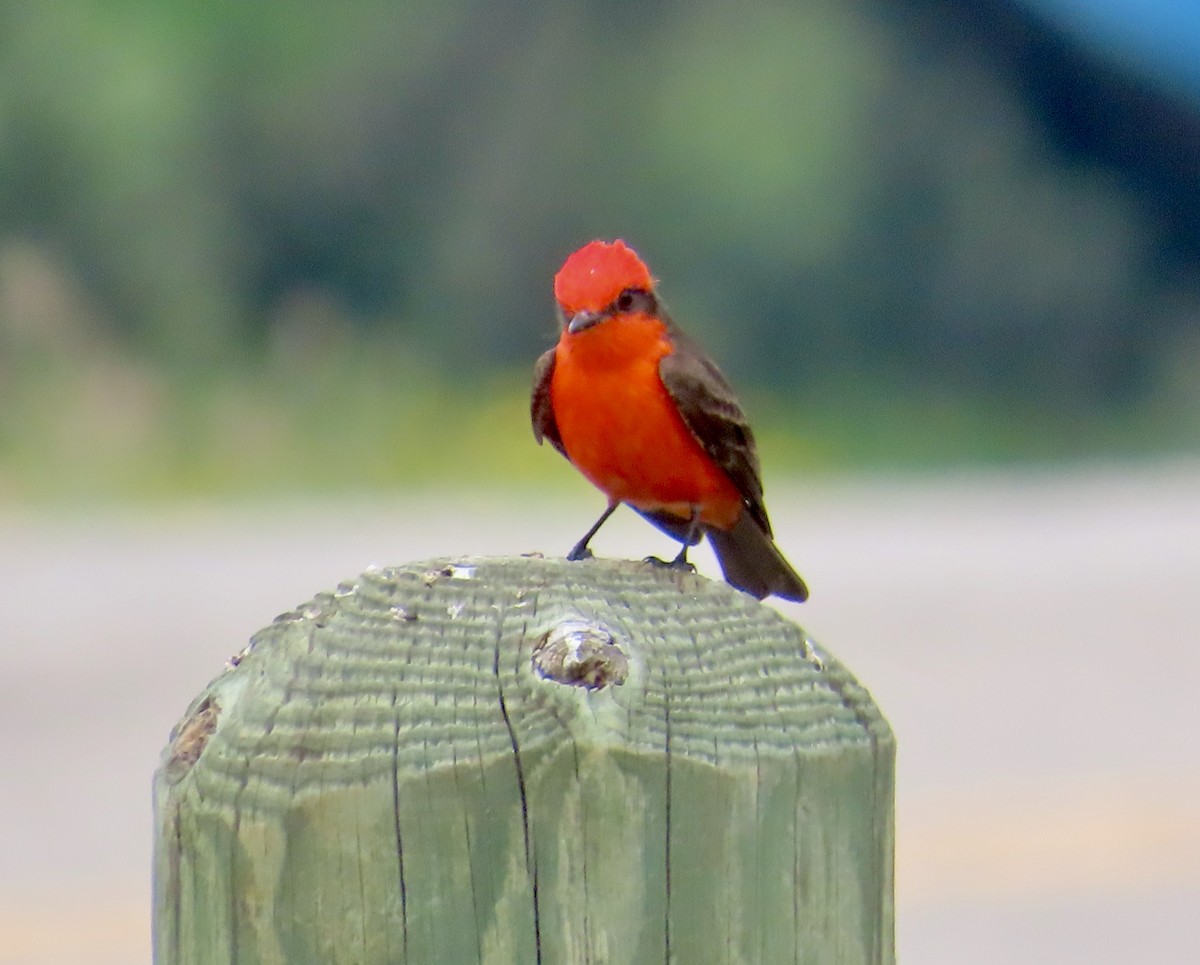 Vermilion Flycatcher - Larry Trachtenberg