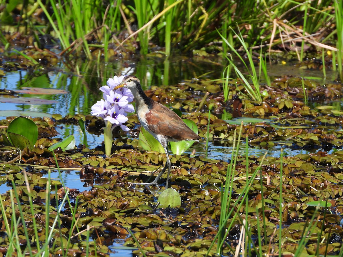 Wattled Jacana - Haydee Huwel