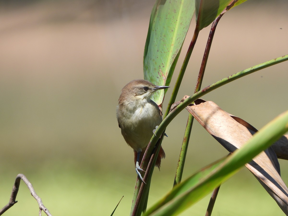 Yellow-chinned Spinetail - Haydee Huwel