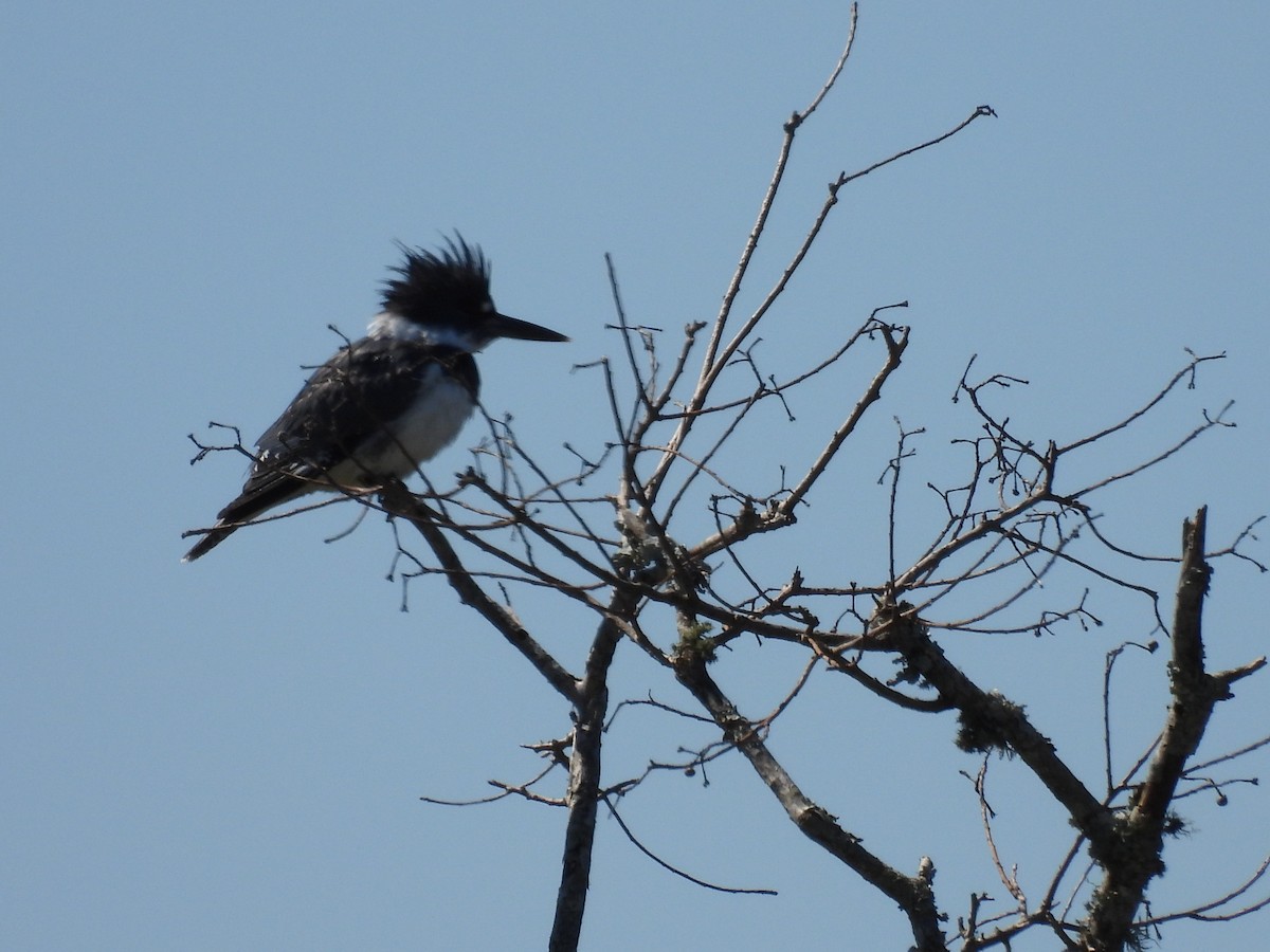Belted Kingfisher - ML616426623