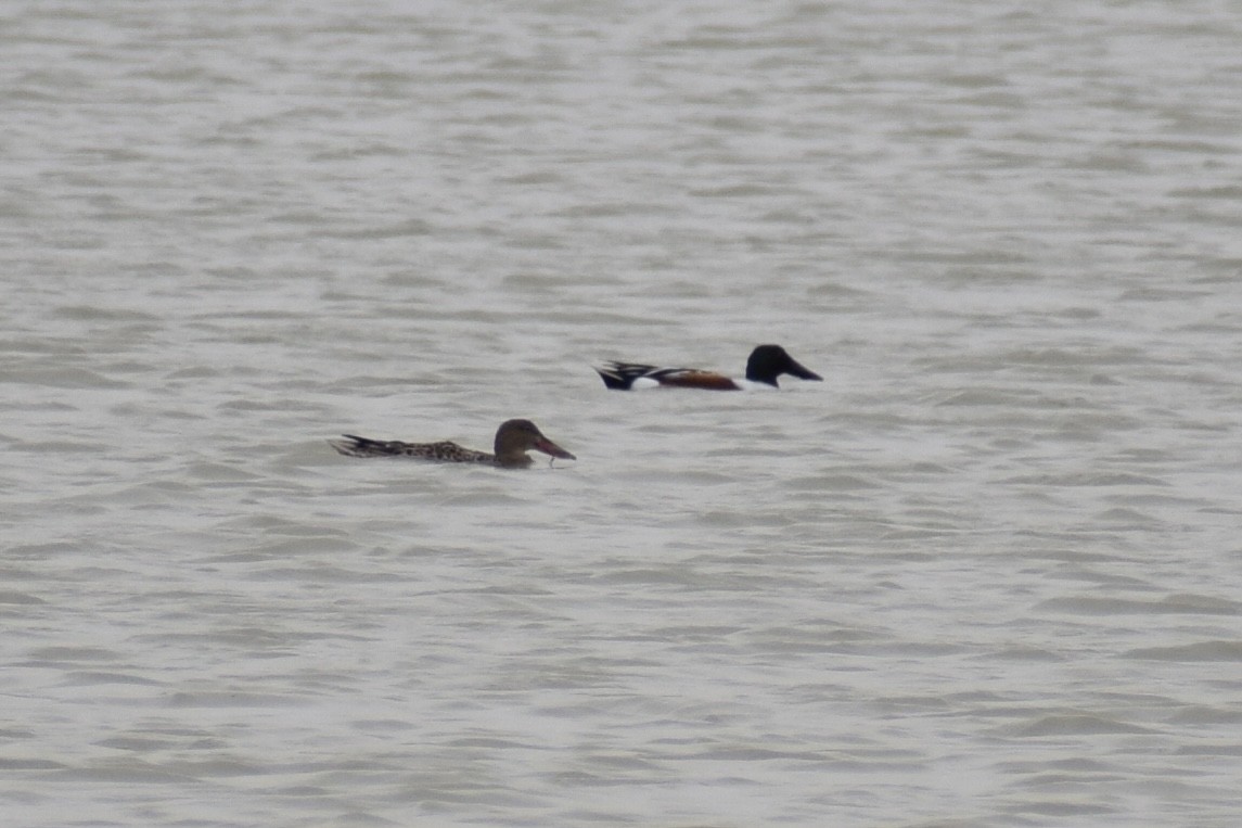 Northern Shoveler - ML616426631