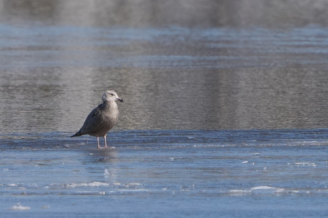 Herring Gull - ML616426632