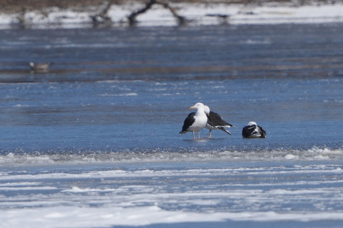 Great Black-backed Gull - ML616426658