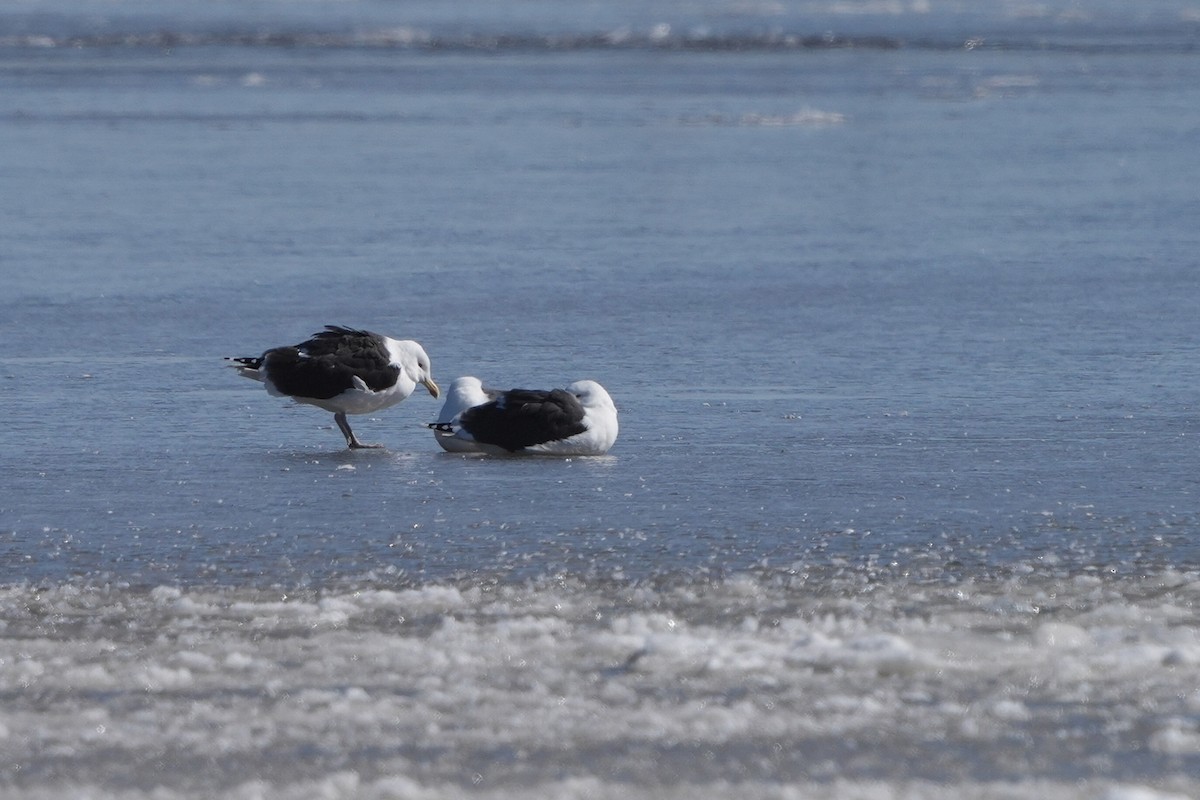 Great Black-backed Gull - Luc Verreault