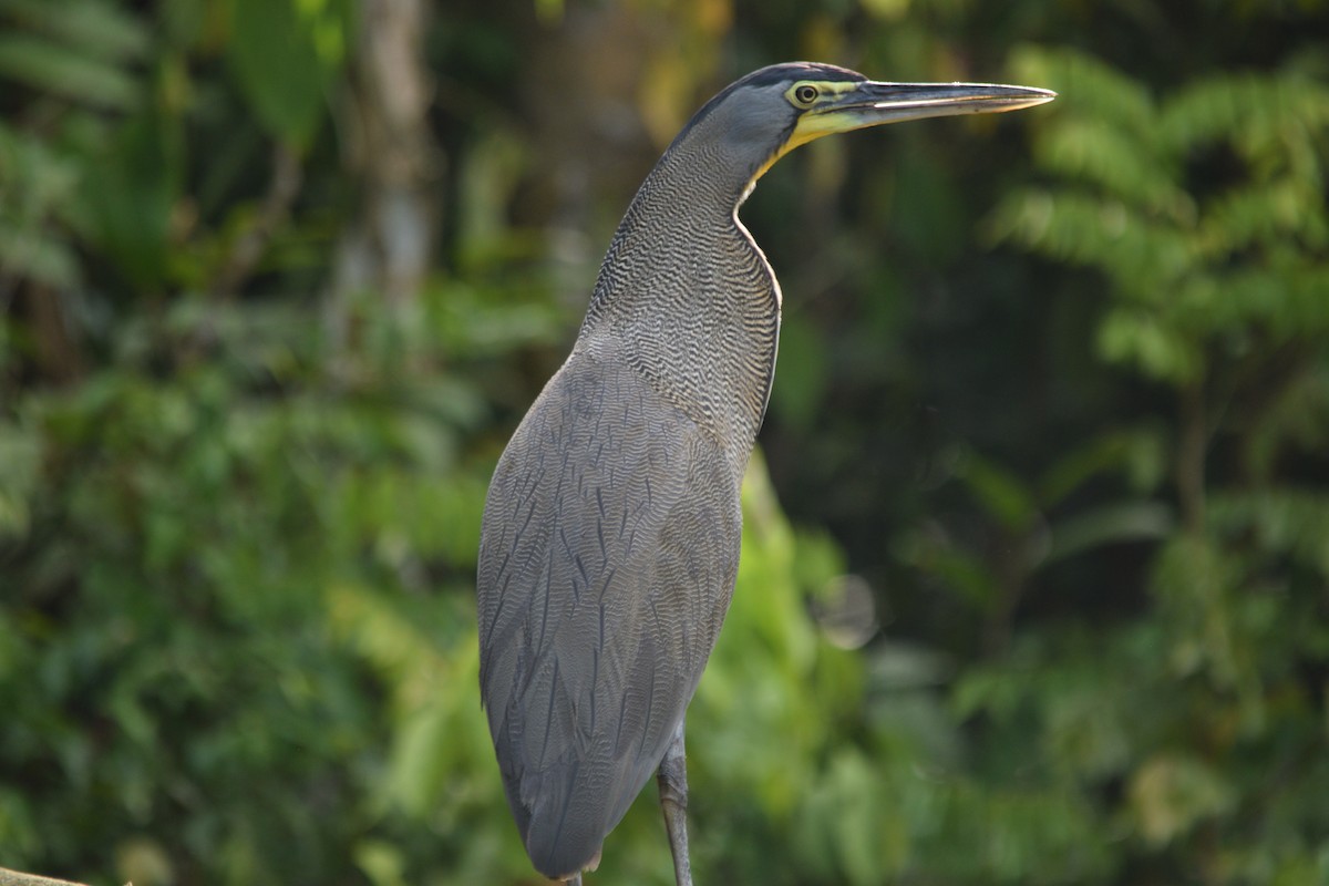 Bare-throated Tiger-Heron - ML616426660