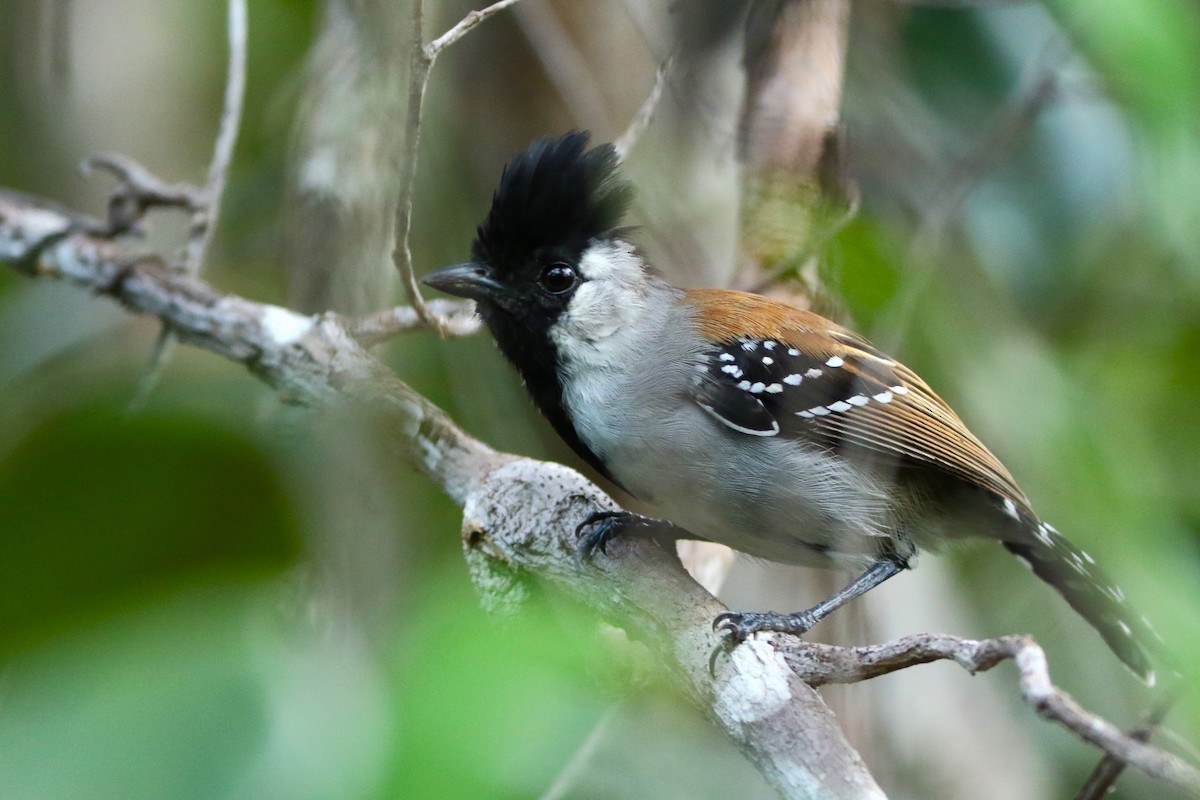 Silvery-cheeked Antshrike - ML616426663