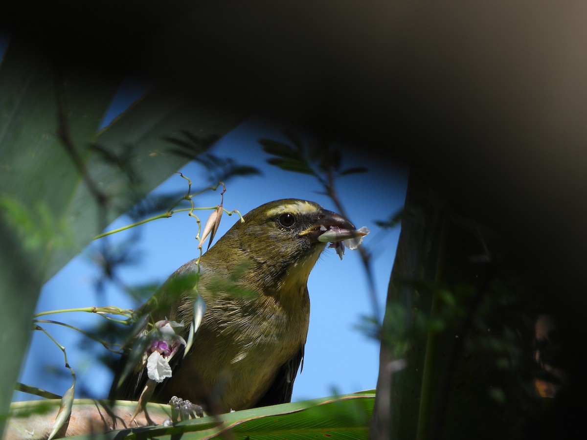 Bluish-gray Saltator - Haydee Huwel