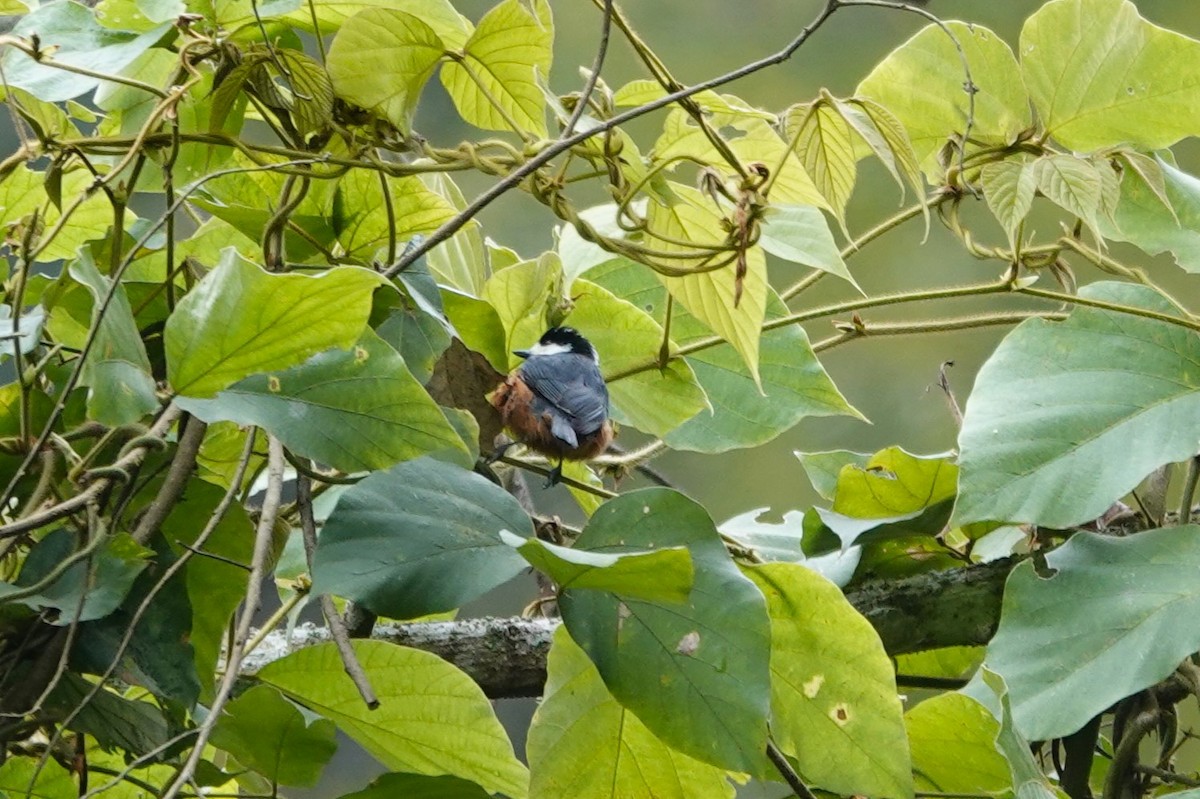 Chestnut-bellied Tit - Ronald de Mol