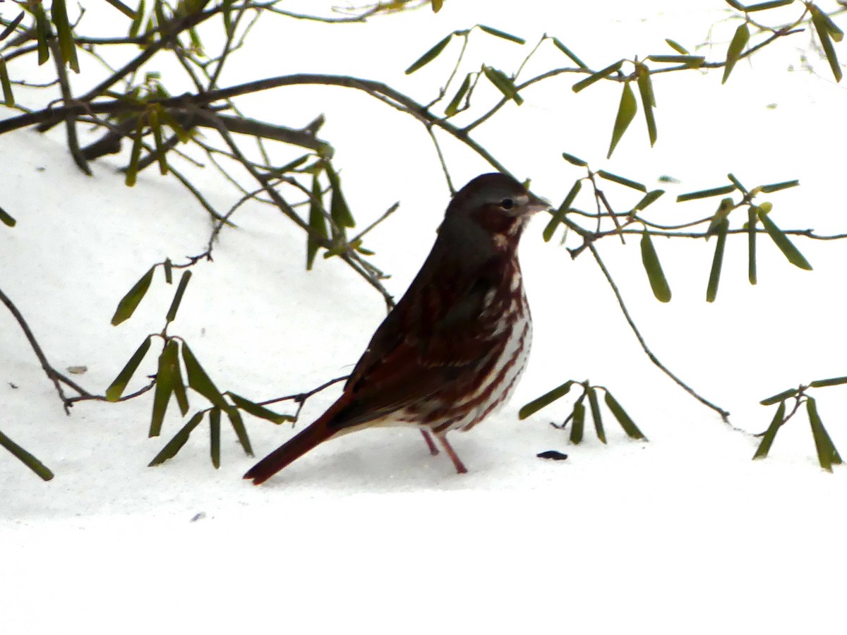 Fox Sparrow - ML616426698