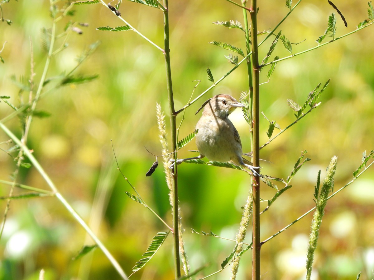 Chotoy Spinetail - Haydee Huwel