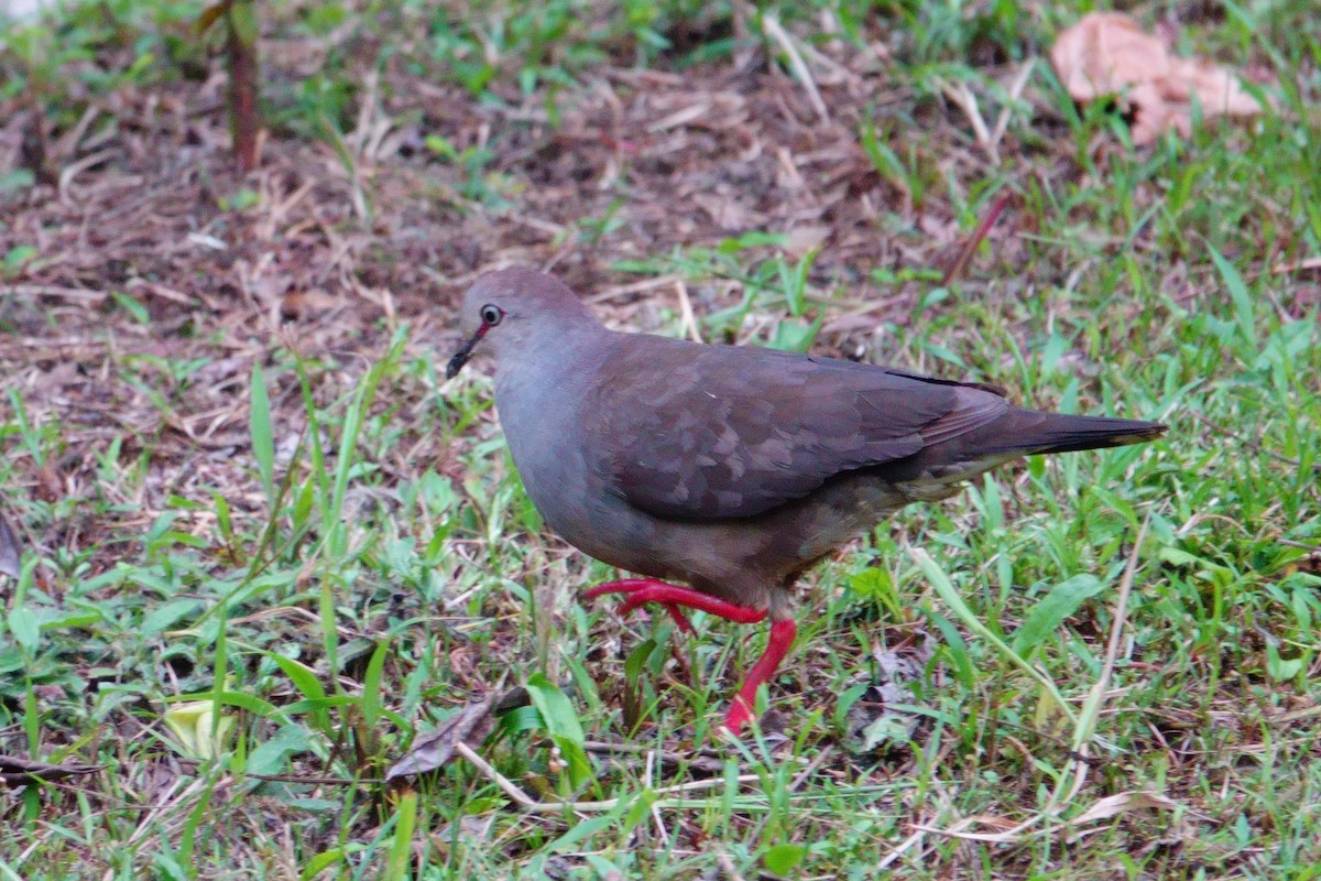 Gray-chested Dove - ML616426738