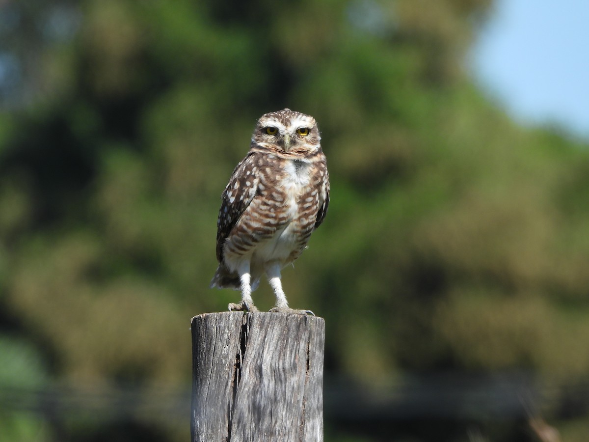 Burrowing Owl - Haydee Huwel