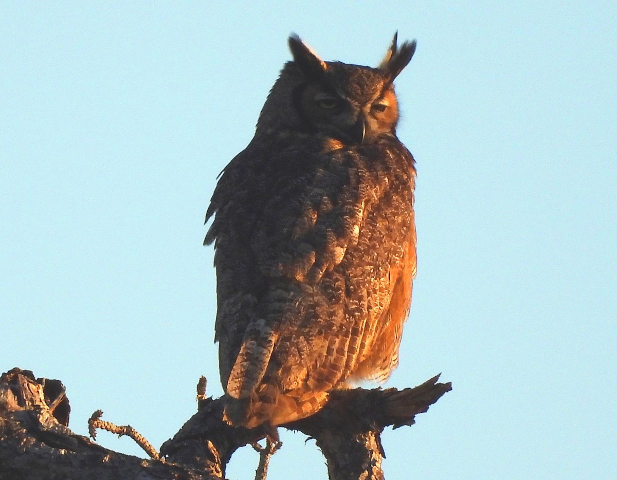 Great Horned Owl - ML616426840